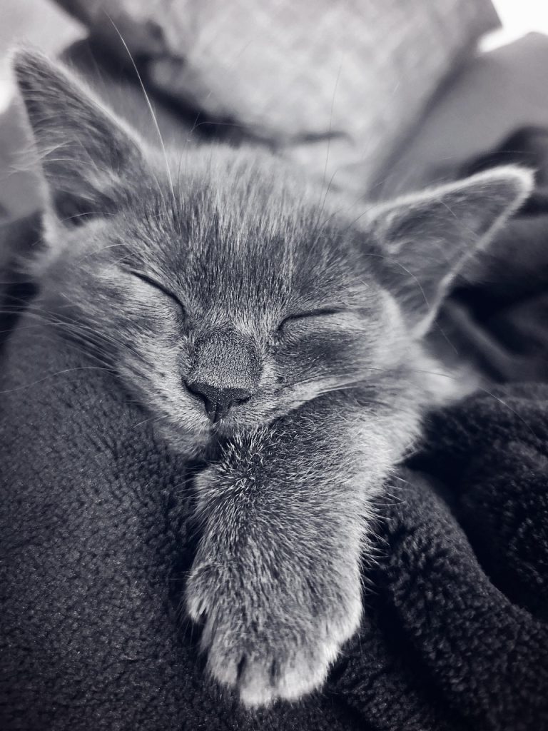 cat, kitten, sleeping, pet, feline, anima, mammal, animal, monochrome, fur, whiskers-3971068.jpg